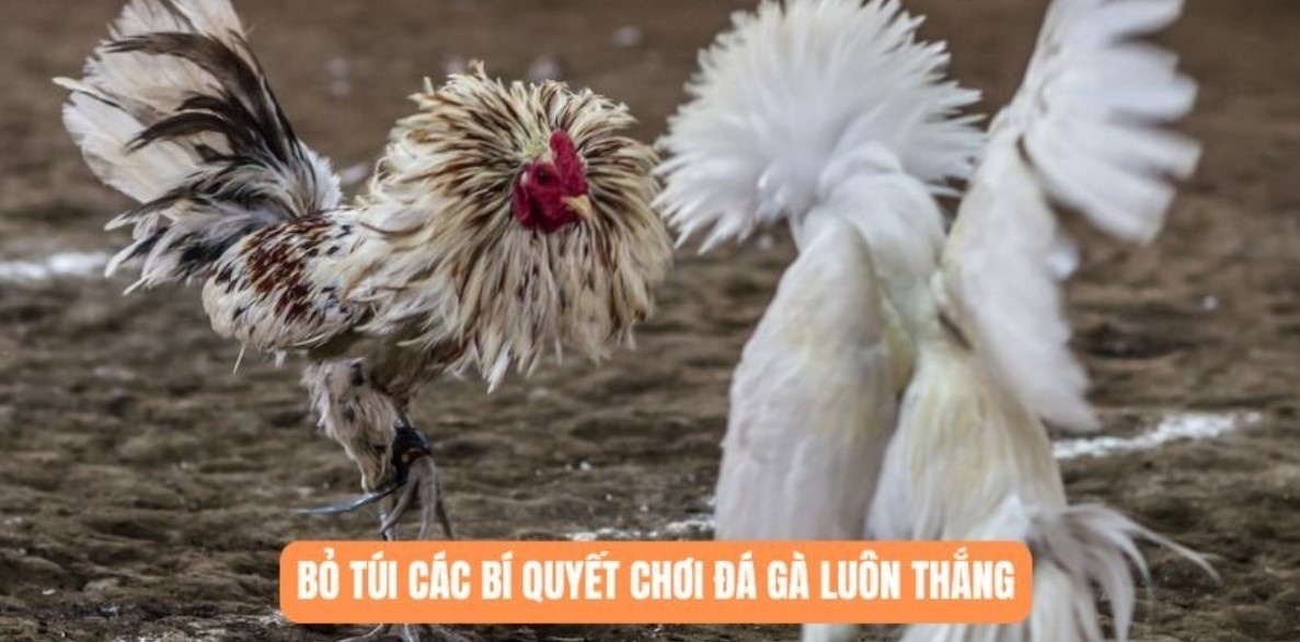 Bí quyết nuôi dưỡng chiến kê rất hiệu quả