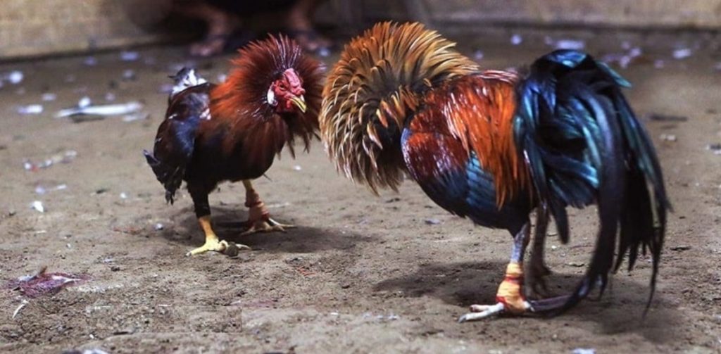 Cách tập luyện cho gà chọi hiệu quả cao