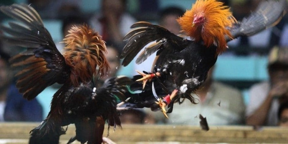 Chiêm ngưỡng các màn trình diễn thực sự đặc sắc