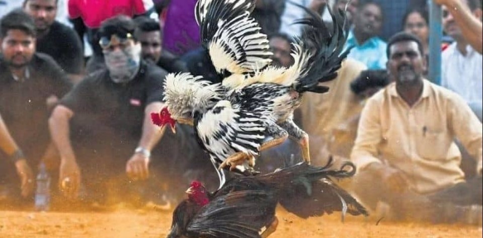Giữ tâm lý vững vàng cho chiến kê