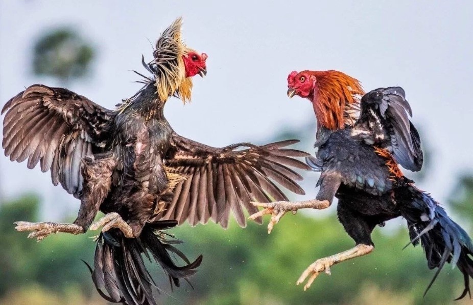 Không gian giải trí đỉnh cao cho mọi người