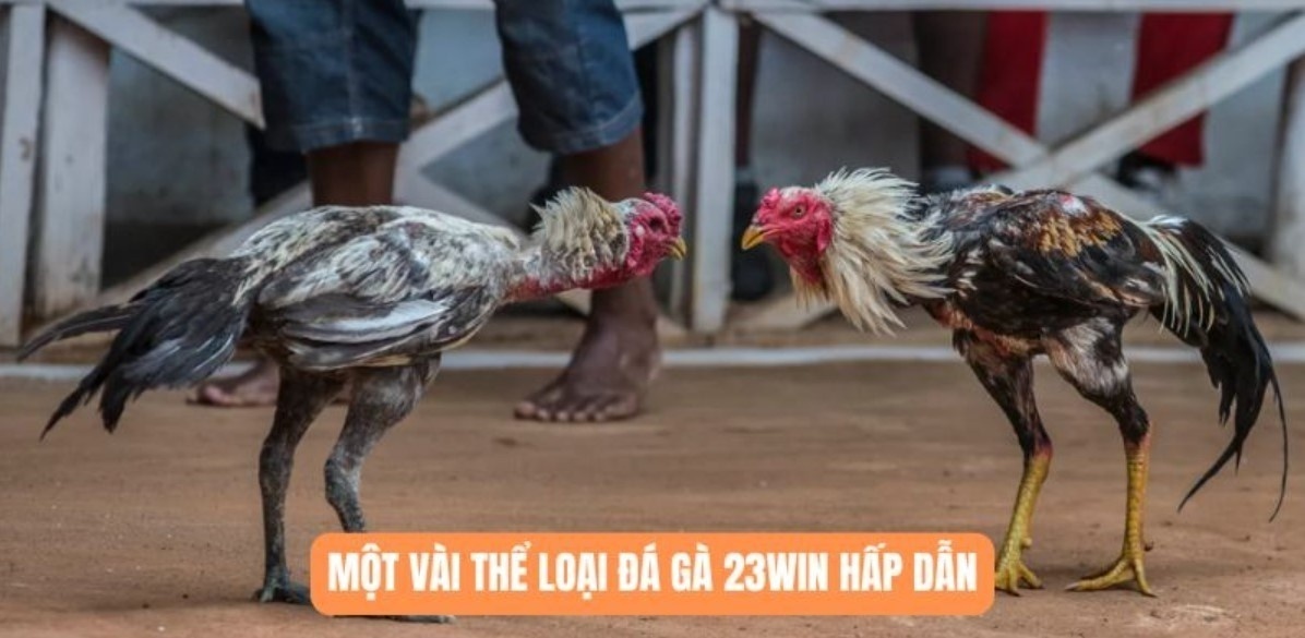 Quan sát kỹ ngoại hình để chọn gà tốt