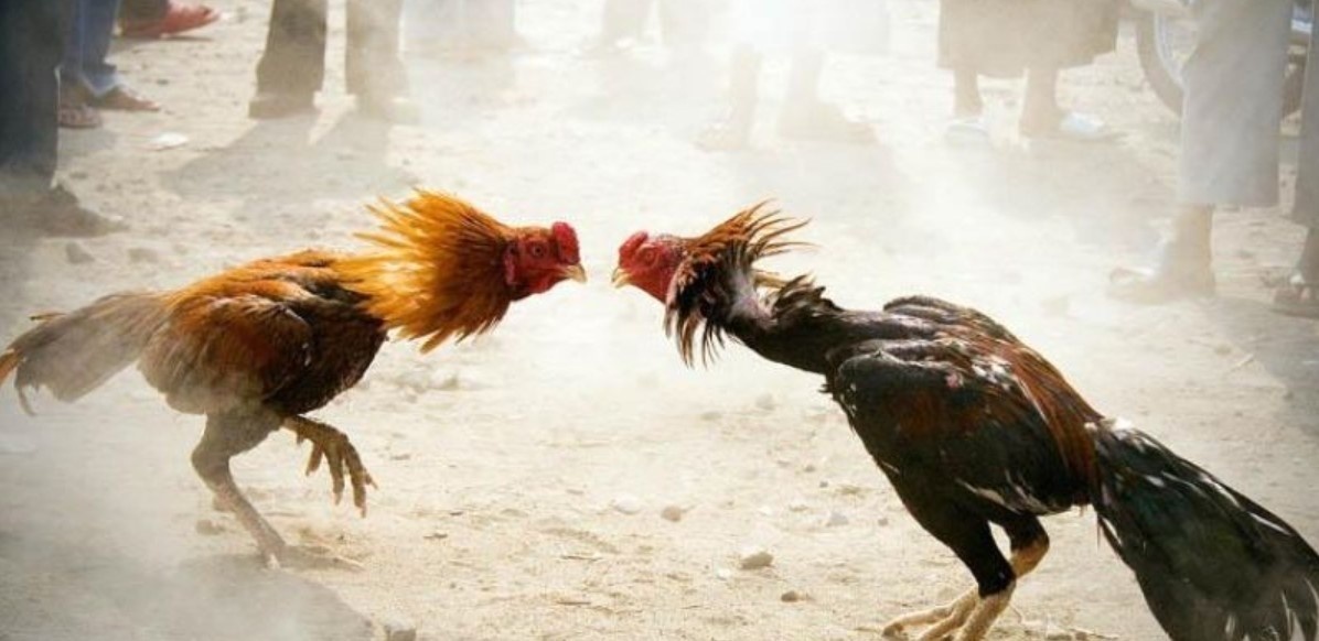Quy trình chăm sóc chiến kê đúng kỹ thuật