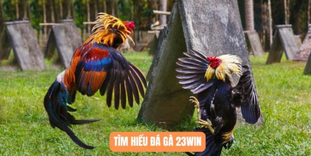 Tìm hiểu thế đá gà là gì cực quan trọng
