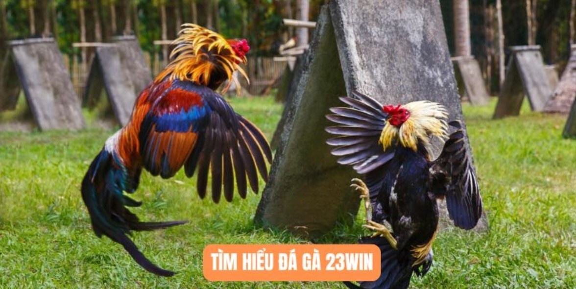 Tìm hiểu thế đá gà là gì cực quan trọng